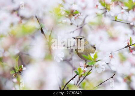 Eine Tennessee-Walmerin schaufelt sich in Torontos`s beliebten Rosetta McClain Gardens für ein Essen unter den Kirschblüten. Stockfoto